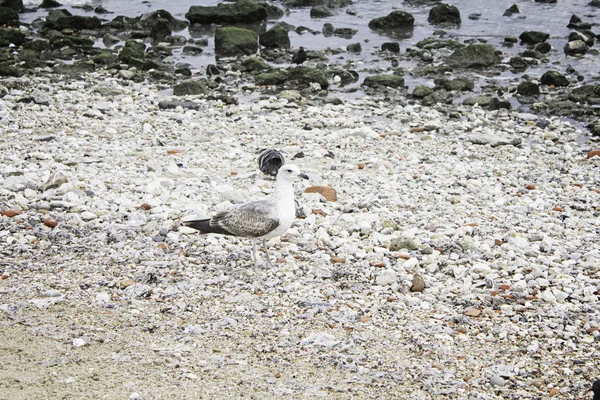 Gaviota en arena — Foto de Stock