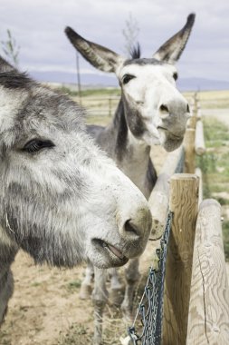 eşekler çitin üzerinde
