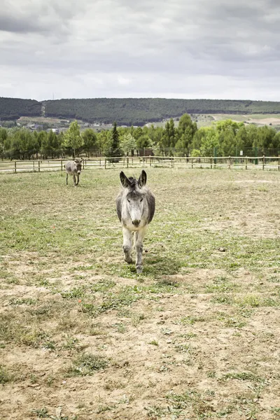 Osli chůze — Stock fotografie