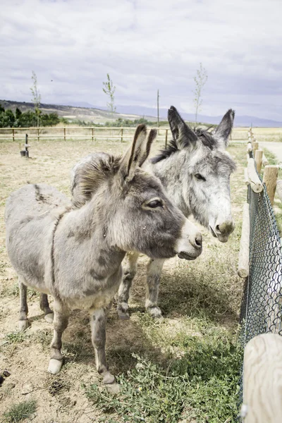 Doğada eşek — Stok fotoğraf