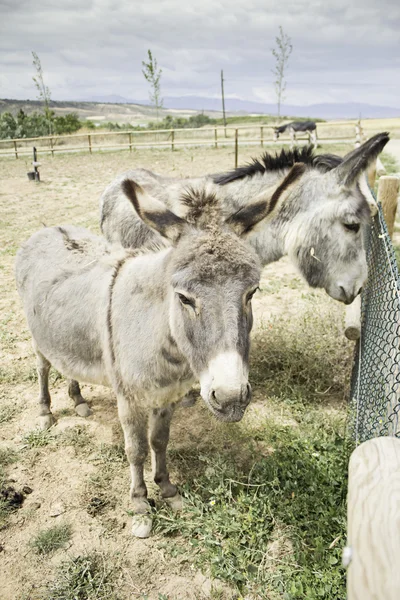 Ezels op grote boerderij — Stockfoto