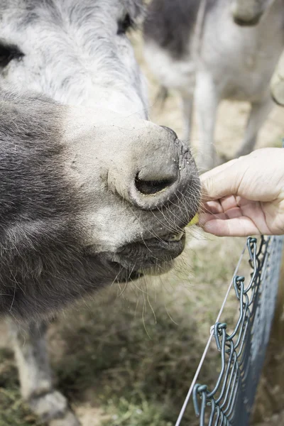 Comer burro — Fotografia de Stock