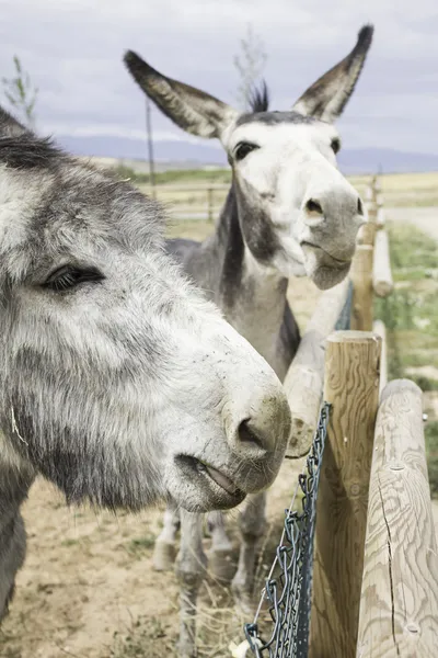 Donkeys on fence — Stock Photo, Image