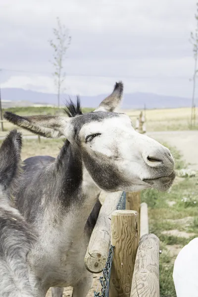 Happy donkey — Stock Photo, Image