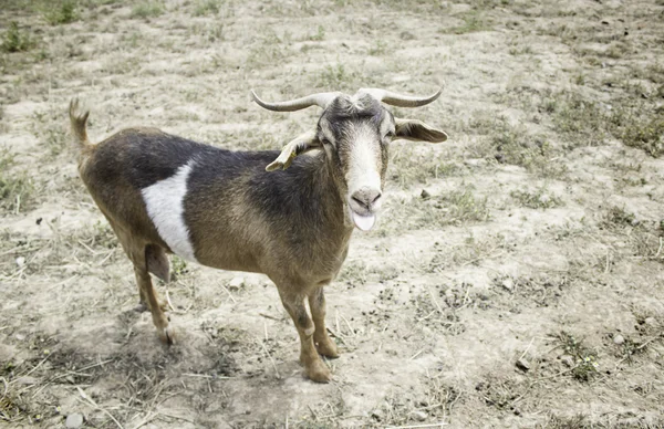 Exploração de cabras — Fotografia de Stock