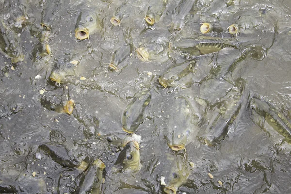 Animales del arroyo de la carpa — Foto de Stock