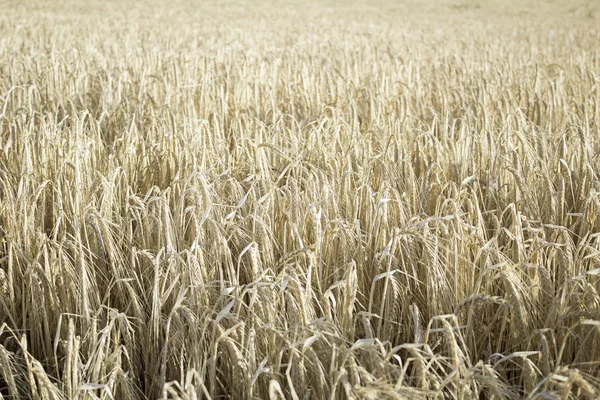 Forest with Wheat — Stock Photo, Image