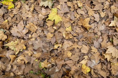 Sonbaharda dökülen yaprakların ayrıntıları, soğuk ve mevsim değişimi