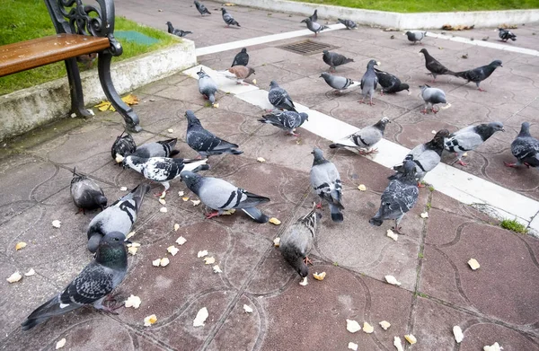 Şehirdeki Kuşların Ayrıntıları — Stok fotoğraf