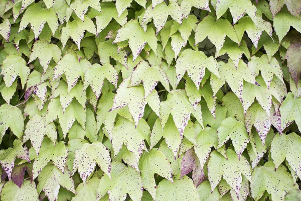 Przebarwienia liści — Zdjęcie stockowe
