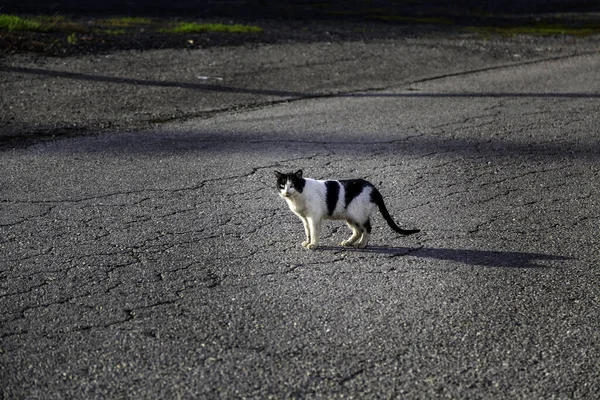Gatos Rua Abandonados Animais Vadios Animais Domésticos — Fotografia de Stock