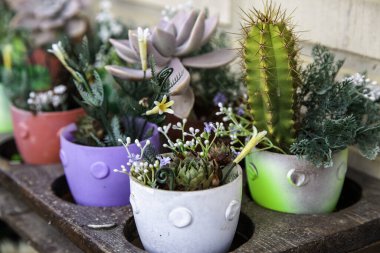 Tencerede egzotik kaktüsler, bitkiler ve çiçekler, dekorasyon.