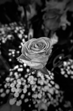 Yapraklı parlak kırmızı gül, buket ve kutlama.