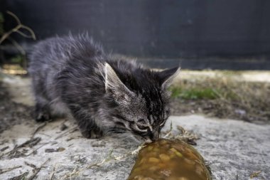Terk edilmiş sokak kedileri, başıboş hayvanlar, evcil hayvanlar