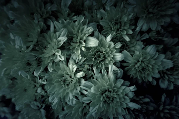 Vilda Blommor Detalj Pràstkragar Och Kronblad Bukett — Stockfoto