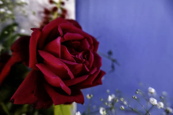 鲜红的玫瑰 花束和庆祝活动 — 图库照片