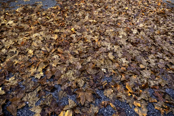 Folhas Caídas Devido Mudança Estação Outono Frio Floresta — Fotografia de Stock