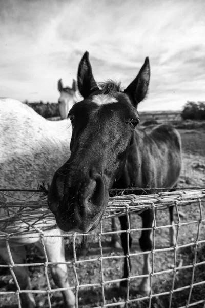 Horses Stable Wild Mammals Equestrian Horse Riding — Stock Photo, Image