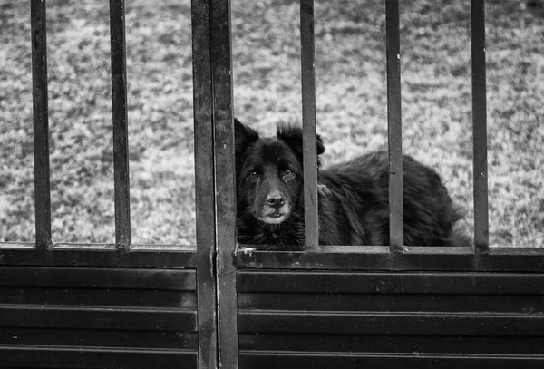 Cão Trancado Jaula Animais Abandonados Animais Estimação — Fotografia de Stock