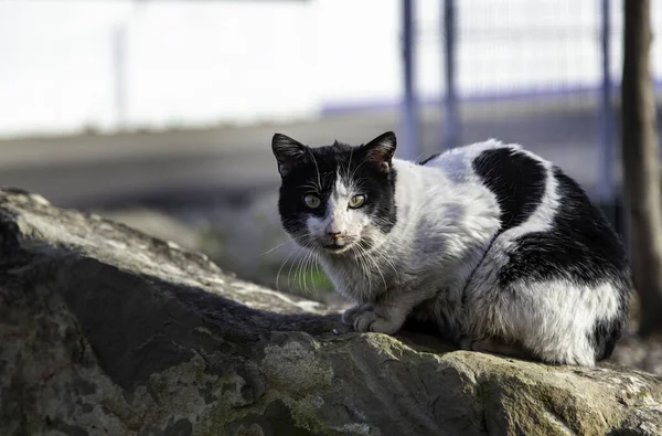 Abandoned Street Cats Stray Animals Pets — Stock Photo, Image