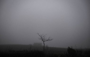 Doğal ortamda tetrik ağacı, karanlık ve kasvetli.