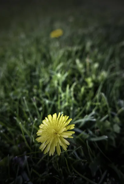 Wilde Blumen Detail Gänseblümchen Und Blütenblätter Strauß — Stockfoto