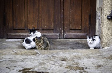 Terk edilmiş sokak kedileri, başıboş hayvanlar, evcil hayvanlar