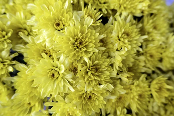 Wilde Blumen Detail Gänseblümchen Und Blütenblätter Strauß — Stockfoto