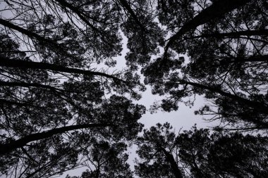 Soğuk bir kış gününde doğa detayı