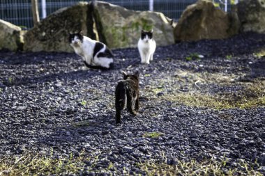 Terk edilmiş sokak kedileri, başıboş hayvanlar, evcil hayvanlar