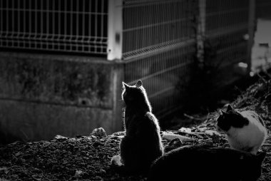 Sokaktaki kara kedi, vahşi hayvanlar, evcil hayvanlar.