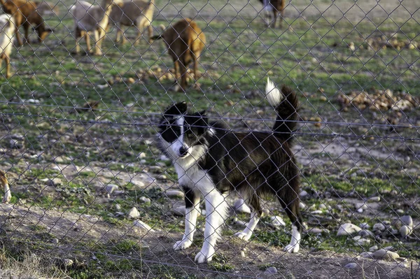 Perro Encerrado Jaula Animales Abandonados Mascotas — Foto de Stock