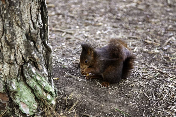 Squirrel Forest Eating Nature Landscape Animals — Stock Photo, Image