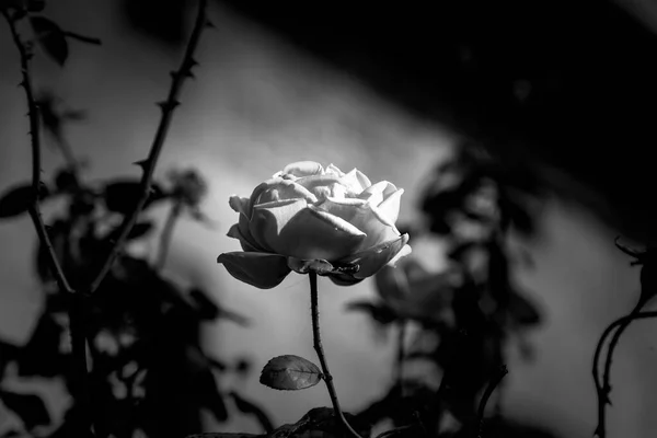 Яскраво Червона Троянда Пелюстками Букетом Святкуванням — стокове фото