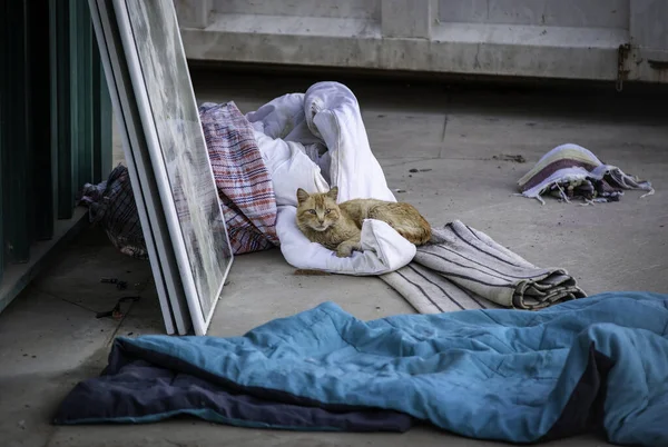 Gatti Strada Abbandonati Animali Randagi Animali Domestici — Foto Stock