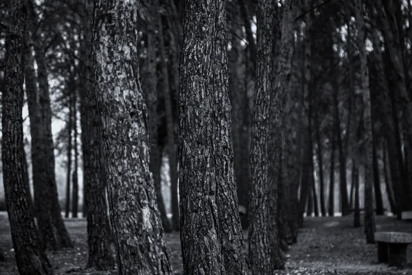 Détail Forêt Profonde Dans Nature Ombre Dans Jour Été — Photo