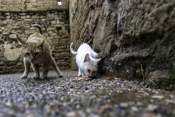 Abandoned Street Cats Stray Animals Pets — 图库照片