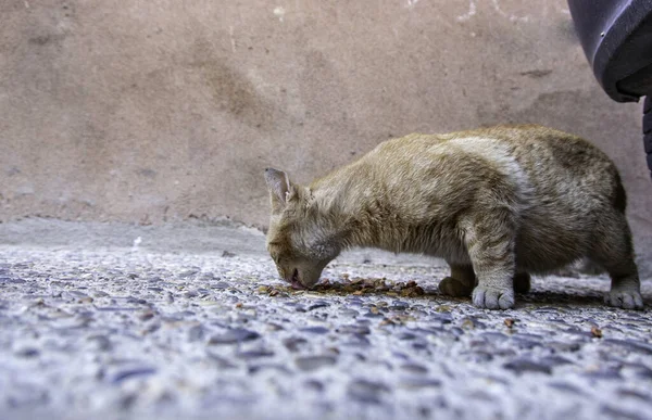 Terk Edilmiş Evsiz Kedilerin Detayları Hayvan Bakımı — Stok fotoğraf
