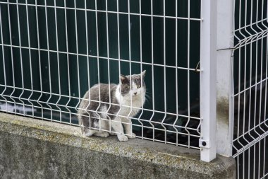 Terk edilmiş sokak kedileri, başıboş hayvanlar, evcil hayvanlar