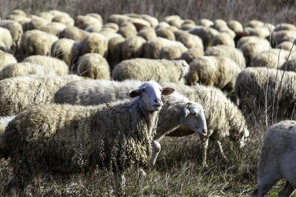 Gregge Ovini Campo Allevamenti Animali Domestici — Foto Stock