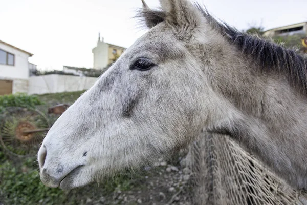 Horses Stable Wild Mammals Equestrian Horse Riding — Stock Photo, Image