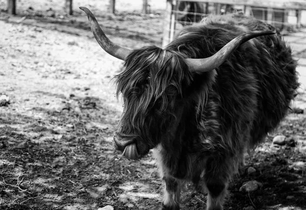 Boi Selvagem Natureza Mamíferos Animais Perigo — Fotografia de Stock