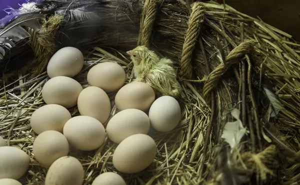 Küken Die Nest Aus Eiern Leben Und Natur Geboren Werden — Stockfoto