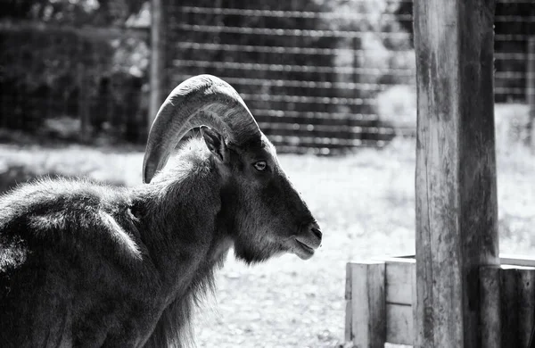 Cabra Exploração Animal Vida Rural Indústria Pecuária — Fotografia de Stock