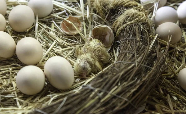 Pollito Que Nace Nido Huevos Vida Naturaleza — Foto de Stock