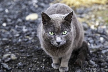 Sokaktaki evsiz kedi detayı