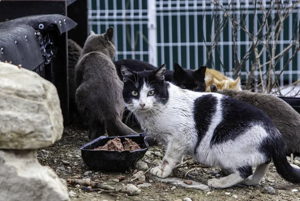 Elhagyott Utcai Macskák Kóbor Állatok Háziállatok — Stock Fotó