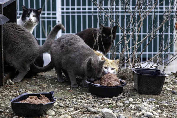 Détail Des Chats Abandonnés Sans Abri Soins Aux Animaux — Photo