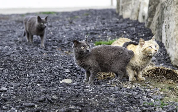 Détail Chat Sans Abri Dans Rue — Photo