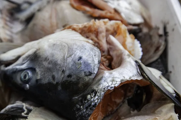 Pudełko Kości Zgniłe Ryby Żywność Odpady Organiczne — Zdjęcie stockowe